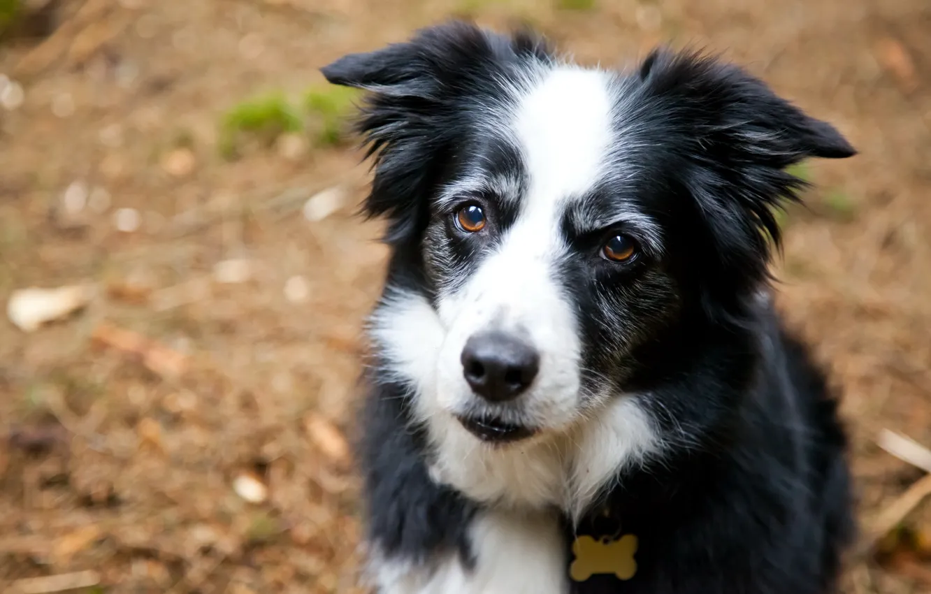 Photo wallpaper look, each, dog