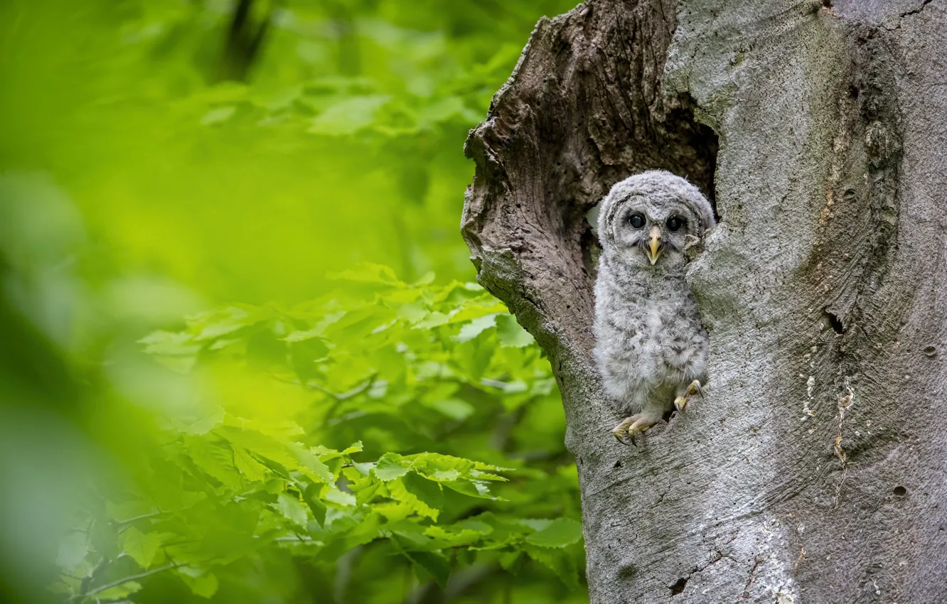 Photo wallpaper greens, look, trees, branches, nature, owl, bird, foliage