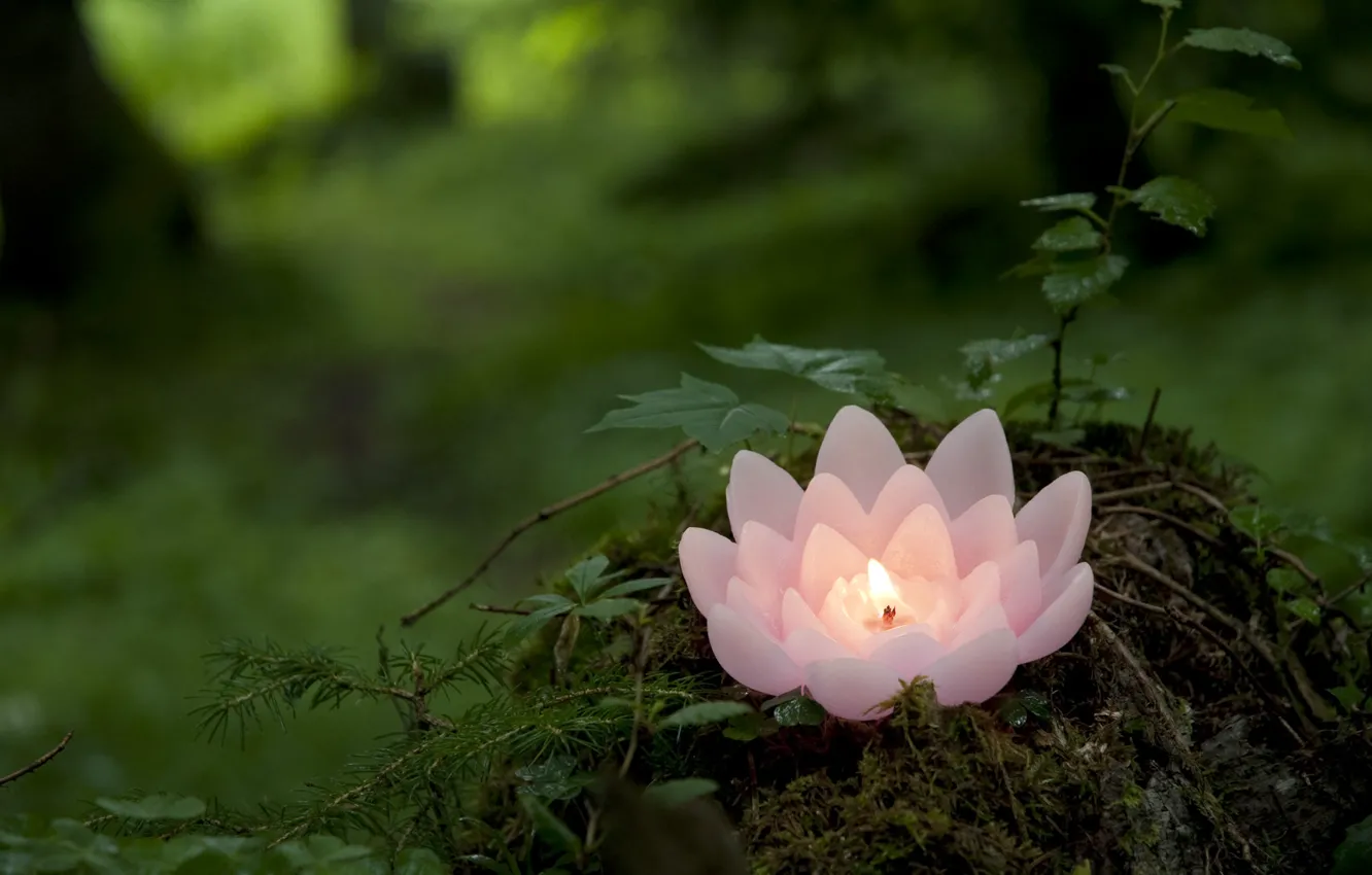 Photo wallpaper greens, forest, pink, candle, Lotus