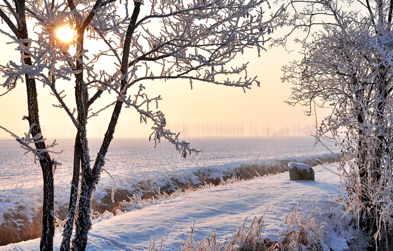 Photo wallpaper winter, frost, field, the sun, snow, trees