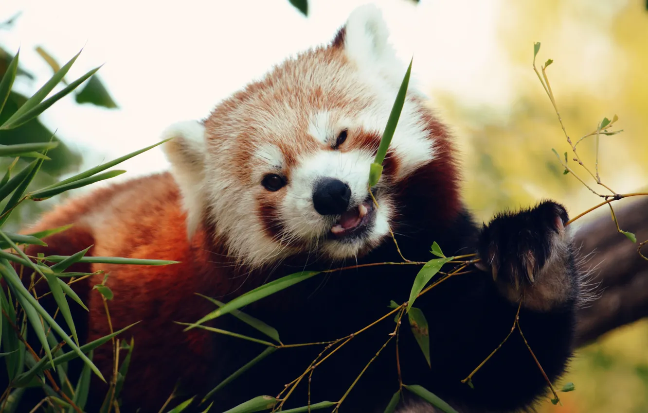 Photo wallpaper grass, bokeh, red Panda, animal