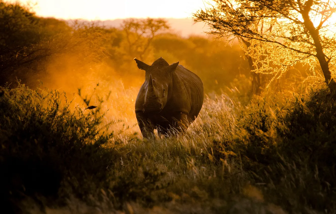 Photo wallpaper the sun, light, sunset, nature, Africa, Rhino, By Craig Pitchers