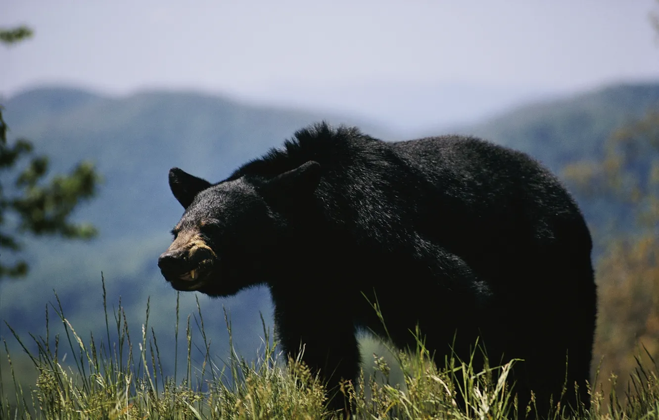 Photo wallpaper bear, animal, black bear, Angry Bear