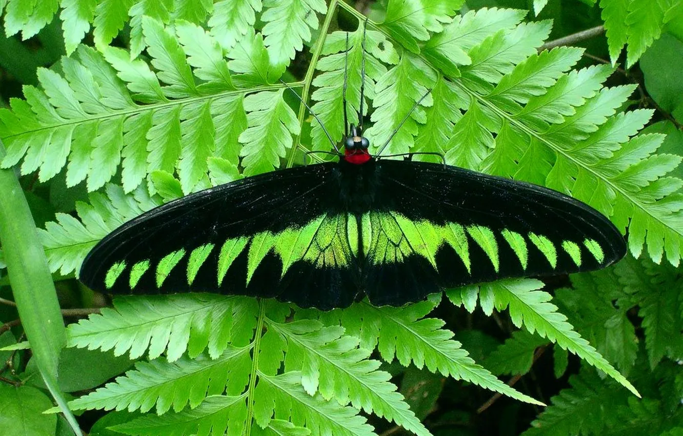 Photo wallpaper leaves, microsemi, butterfly, wings, insect, beautiful, closeup