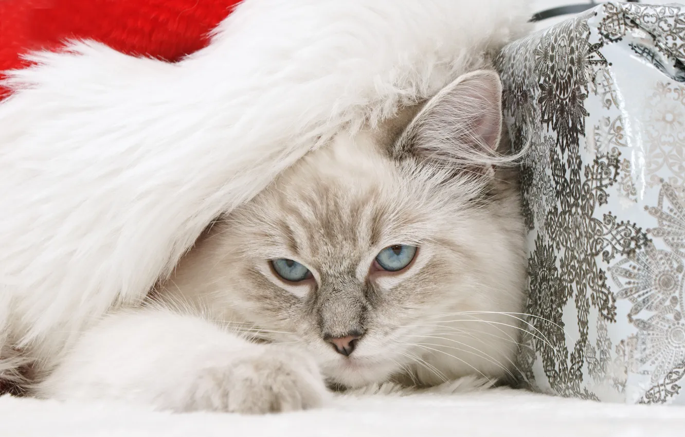 Photo wallpaper cat, blue eyes, sleep