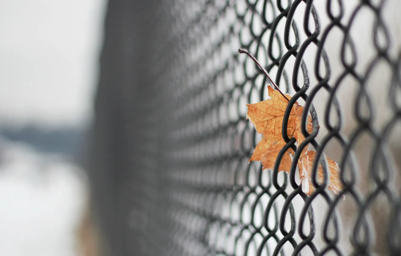 Photo wallpaper cold, autumn, leaves, macro, mood, the fence, leaf, widescreen Wallpaper for your desktop
