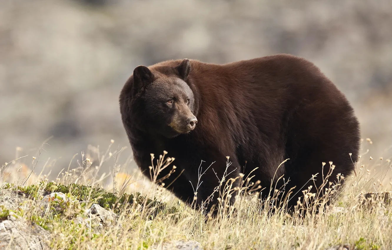 Photo wallpaper nature, background, bear