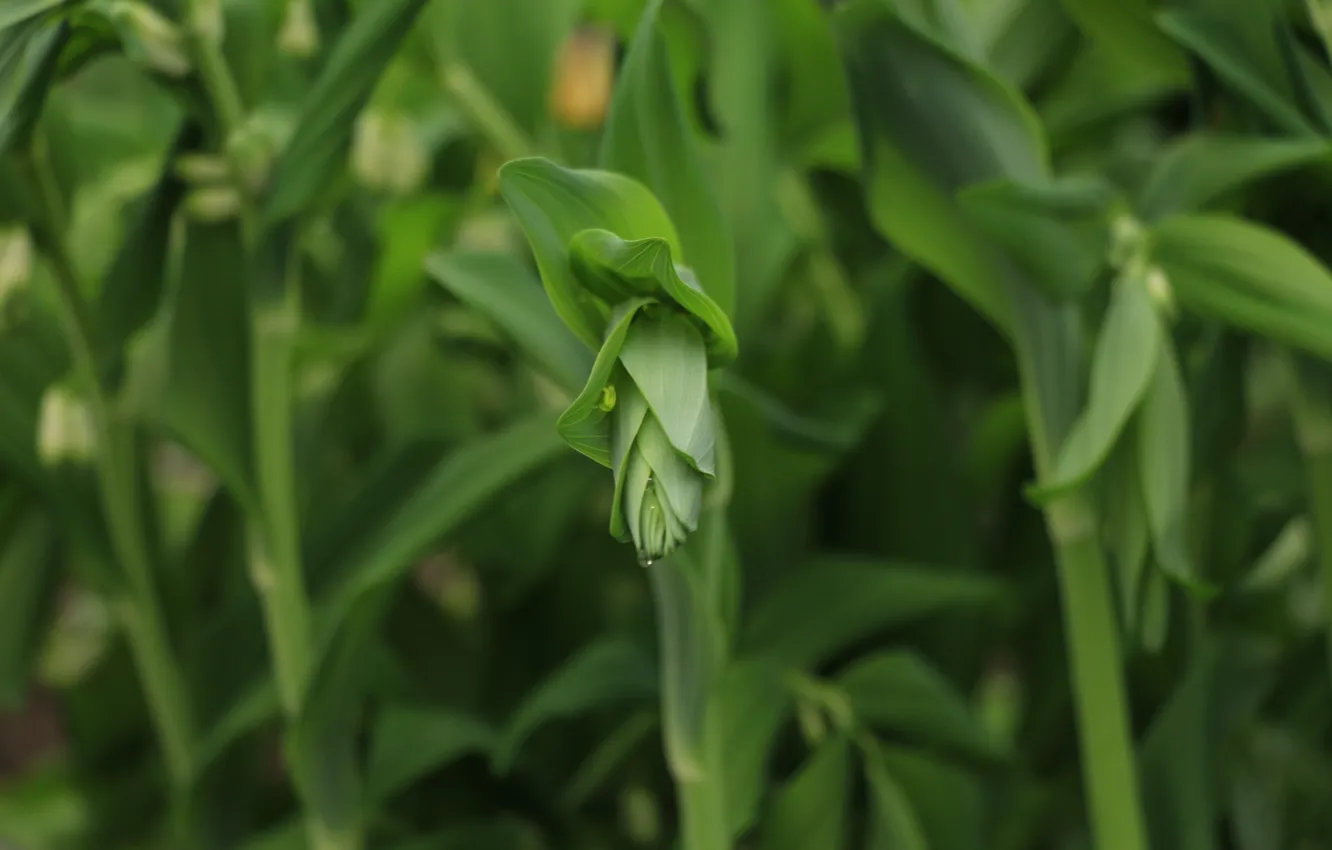 Photo wallpaper greens, leaves, macro, flowers, spring, stem, buds