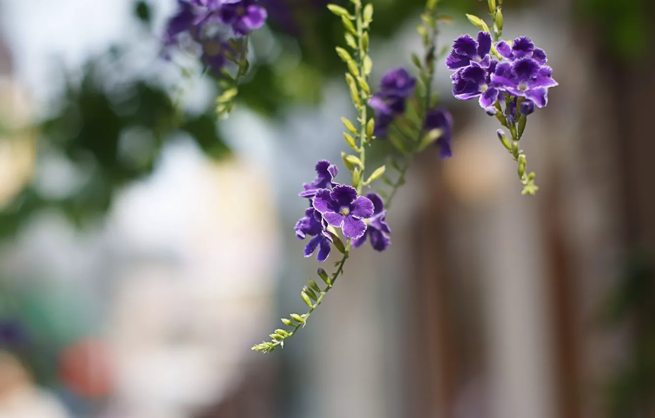 Photo wallpaper macro, flowers, branches, petals, blur, purple, Duranta
