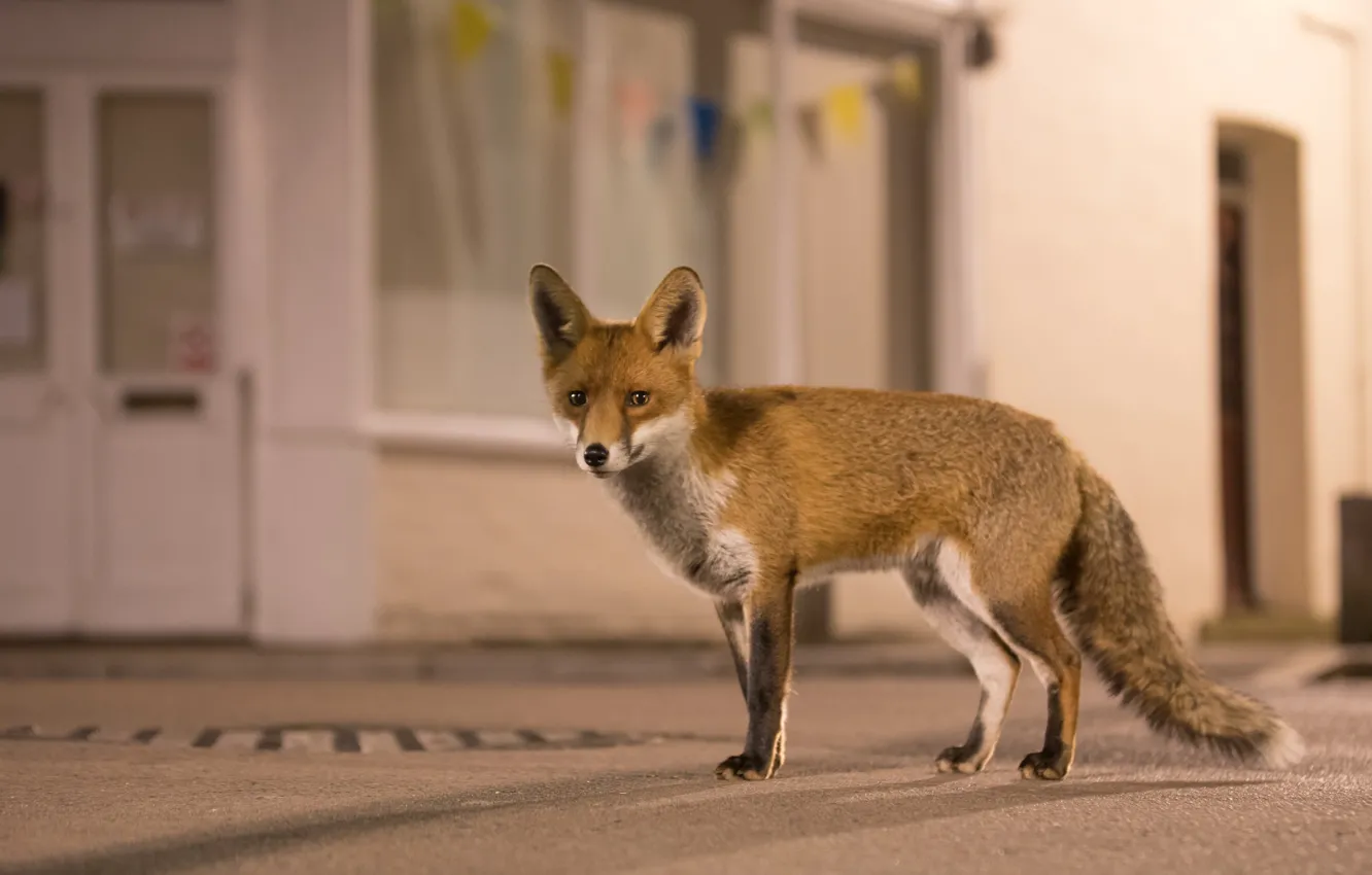Photo wallpaper fox, urban wildlife, urban fox, welcome to the jungle