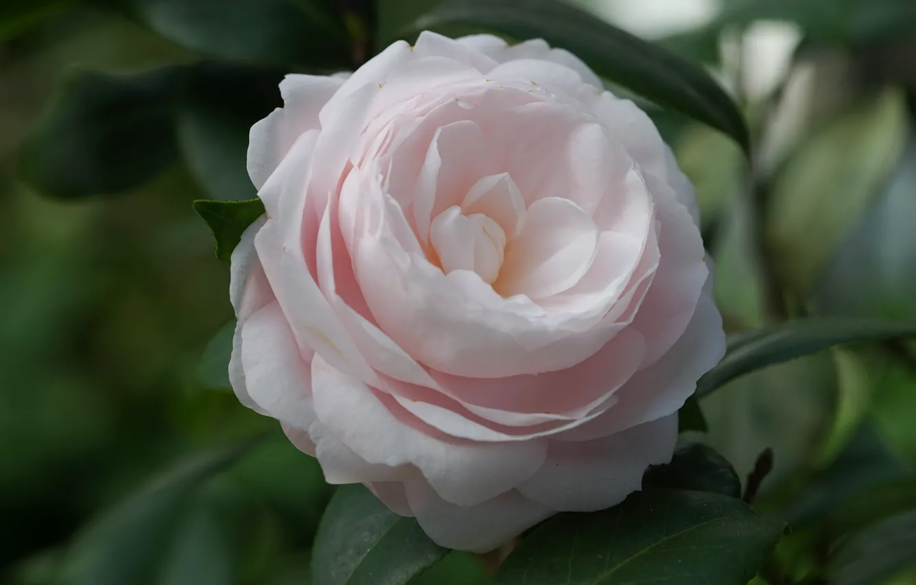 Photo wallpaper close-up, pink, Camellia