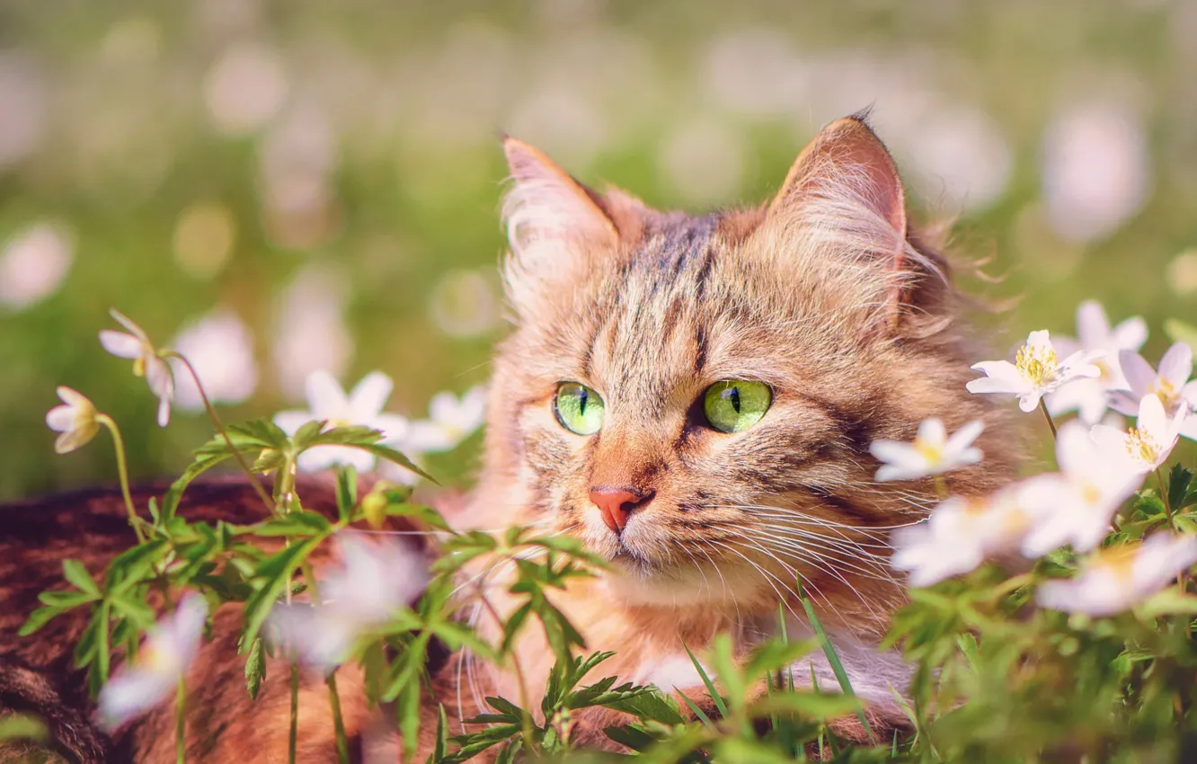 Photo wallpaper cat, summer, grass, cat, look, face, flowers, nature