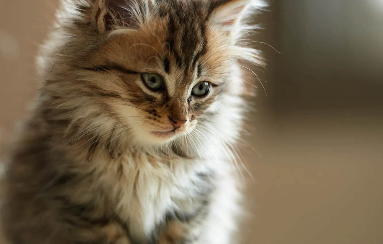 Photo wallpaper cat, face, kitty, fluffy, fur