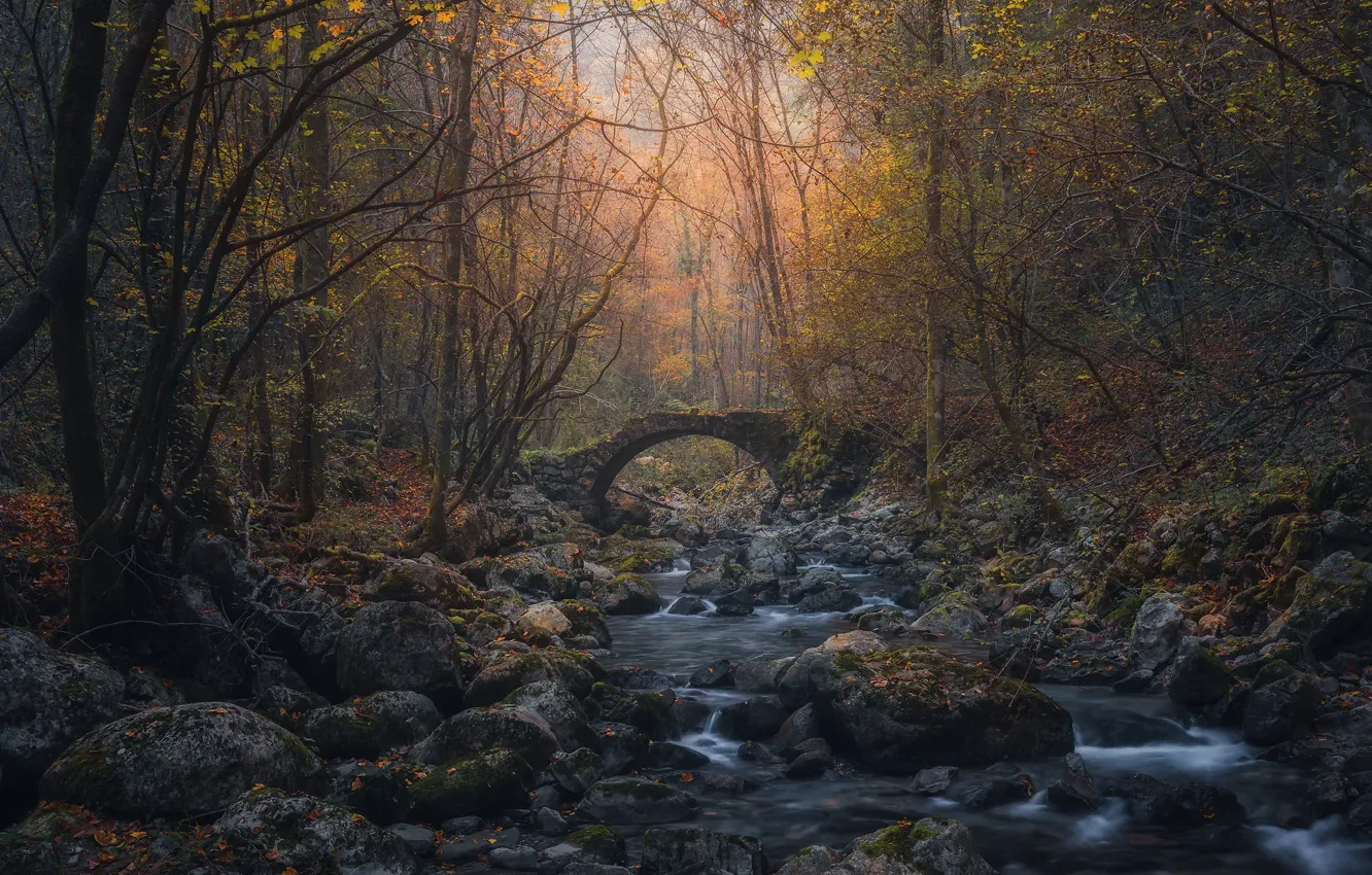 Photo wallpaper forest, bridge, river