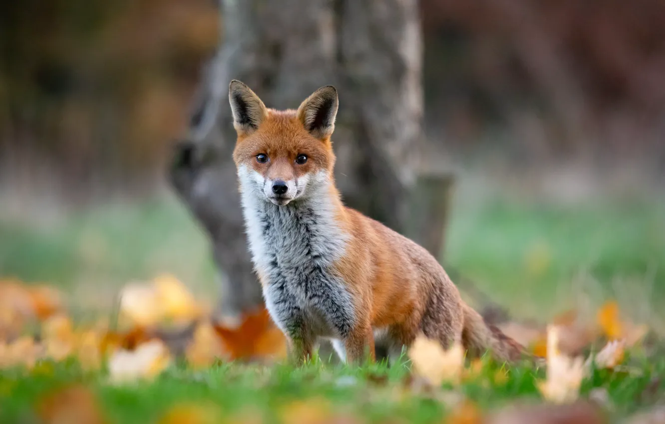 Photo wallpaper autumn, look, blur, Fox, red, bokeh