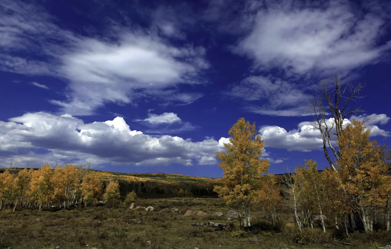 Photo wallpaper autumn, forest, the sky, clouds, trees, landscape, stones, birch