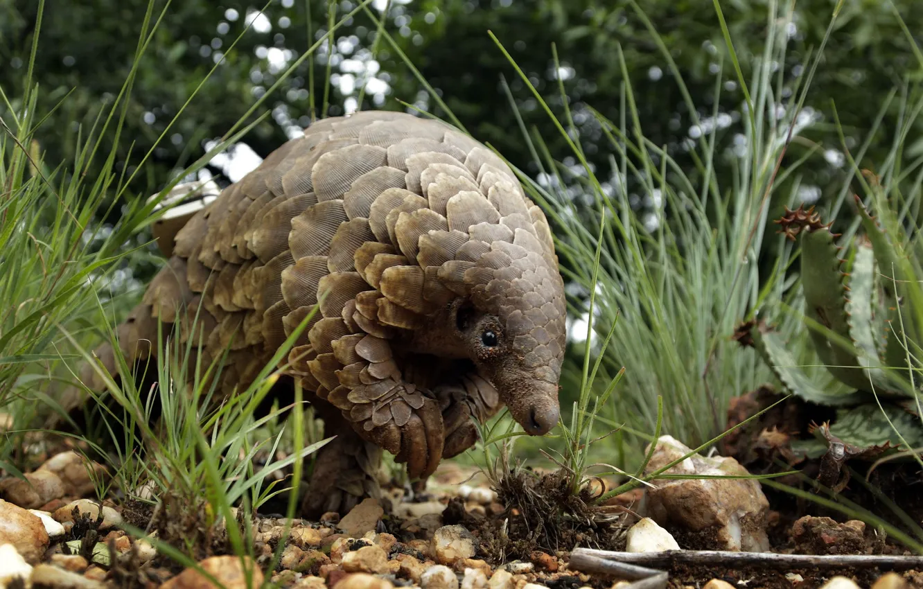 Photo wallpaper grass, glare, bokeh, pangolin