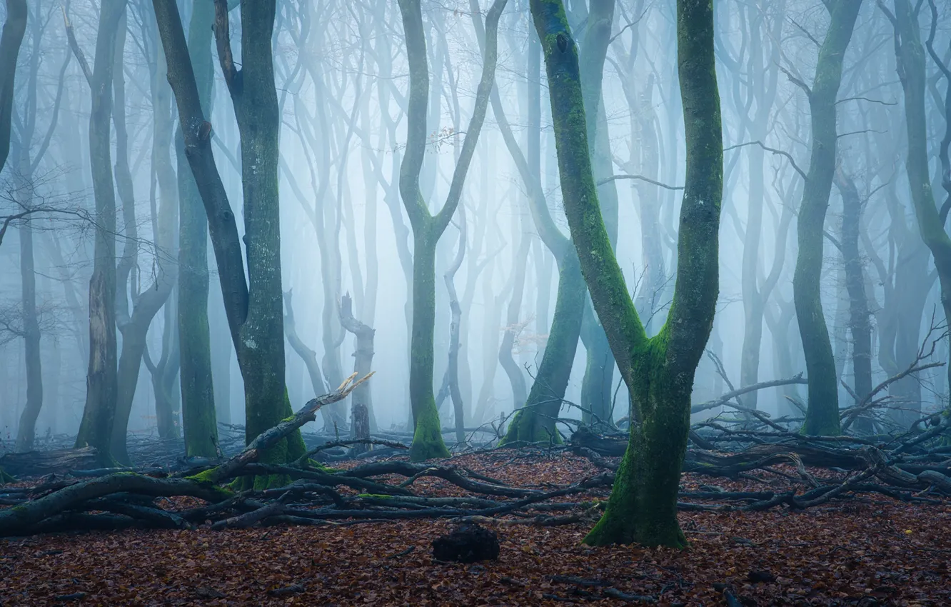 Photo wallpaper forest, trees, branches, nature, fog