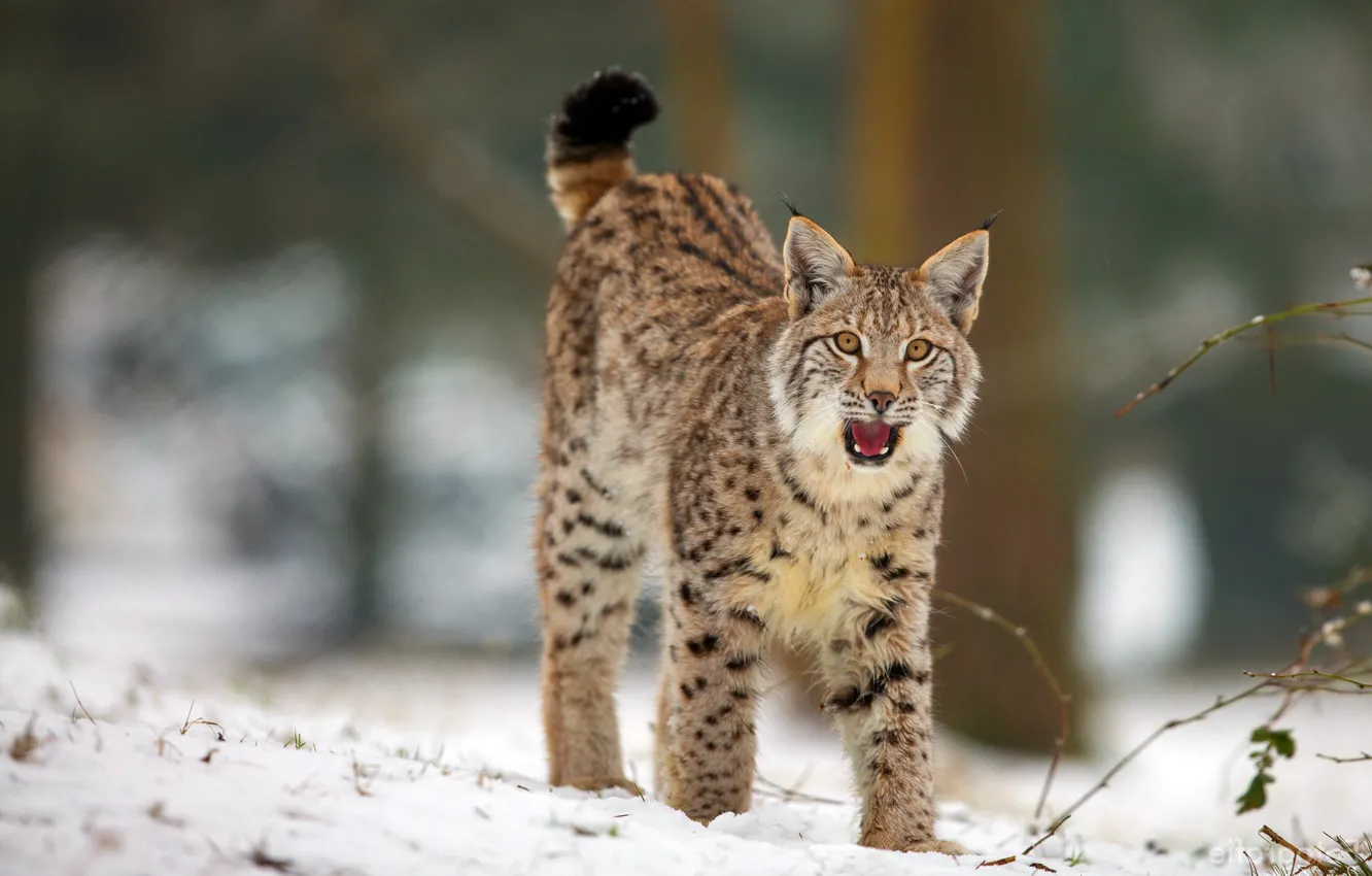 Photo wallpaper winter, forest, language, cat, look, snow, pose, mouth