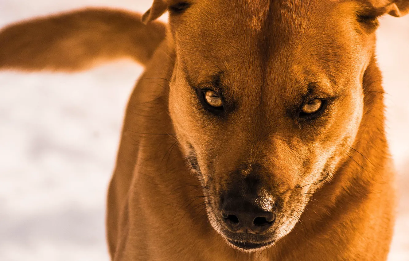 Photo wallpaper look, background, dog, wool