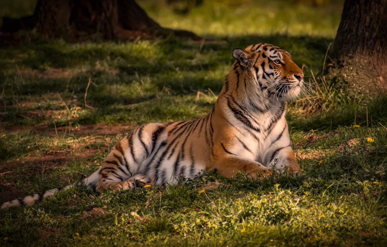 Photo wallpaper trees, lies, light, glade, tiger, summer, grass