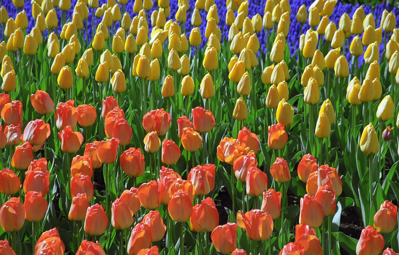 Photo wallpaper spring, garden, tulips