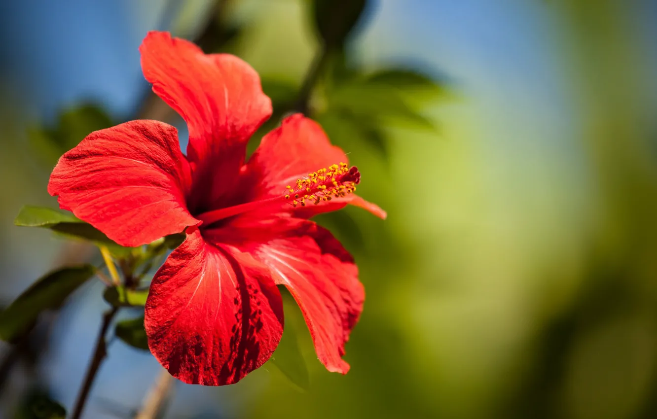 Photo wallpaper macro, flowers, bokeh