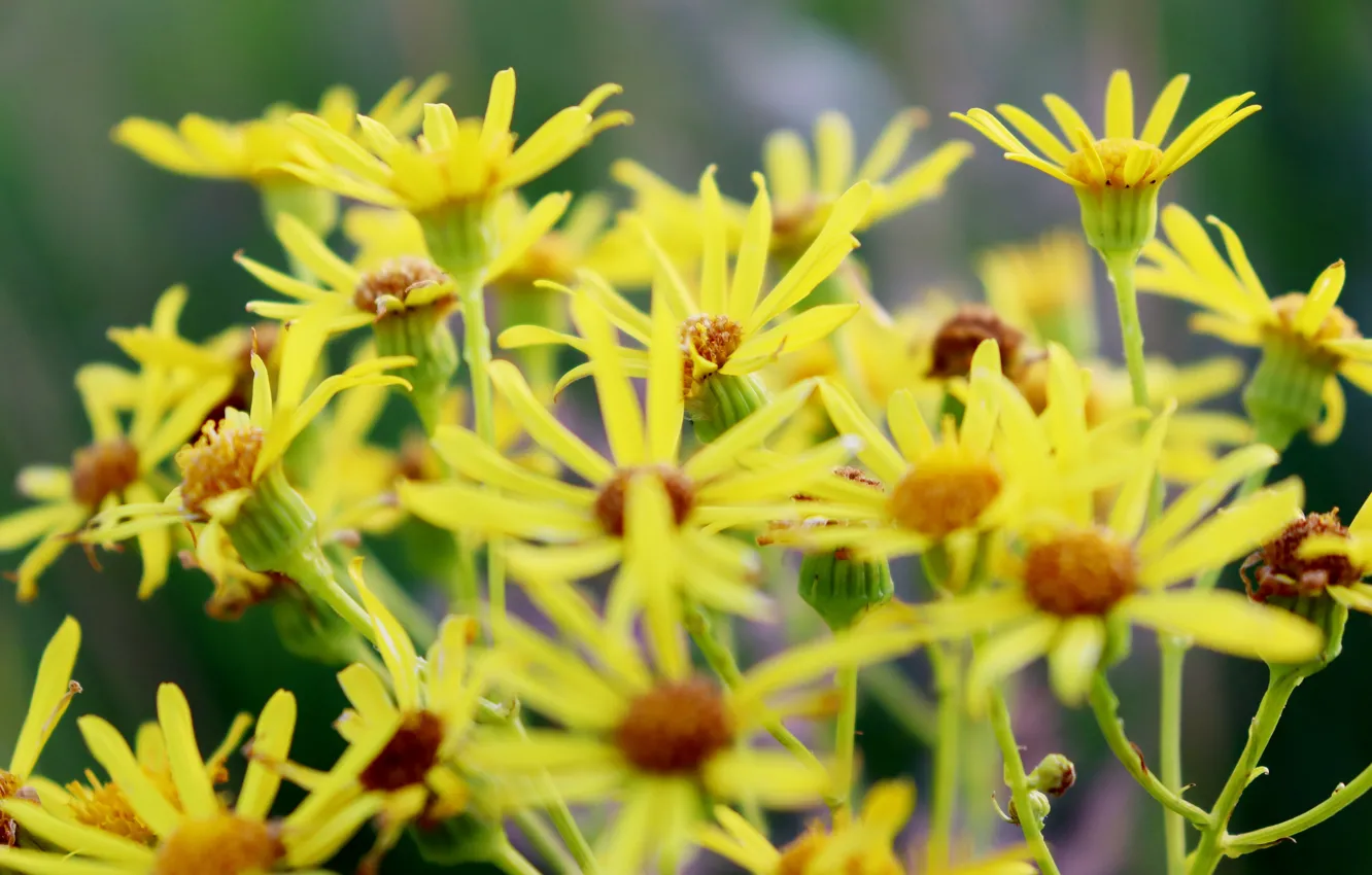 Photo wallpaper field, summer, sunset, flowers, nature, the evening, July