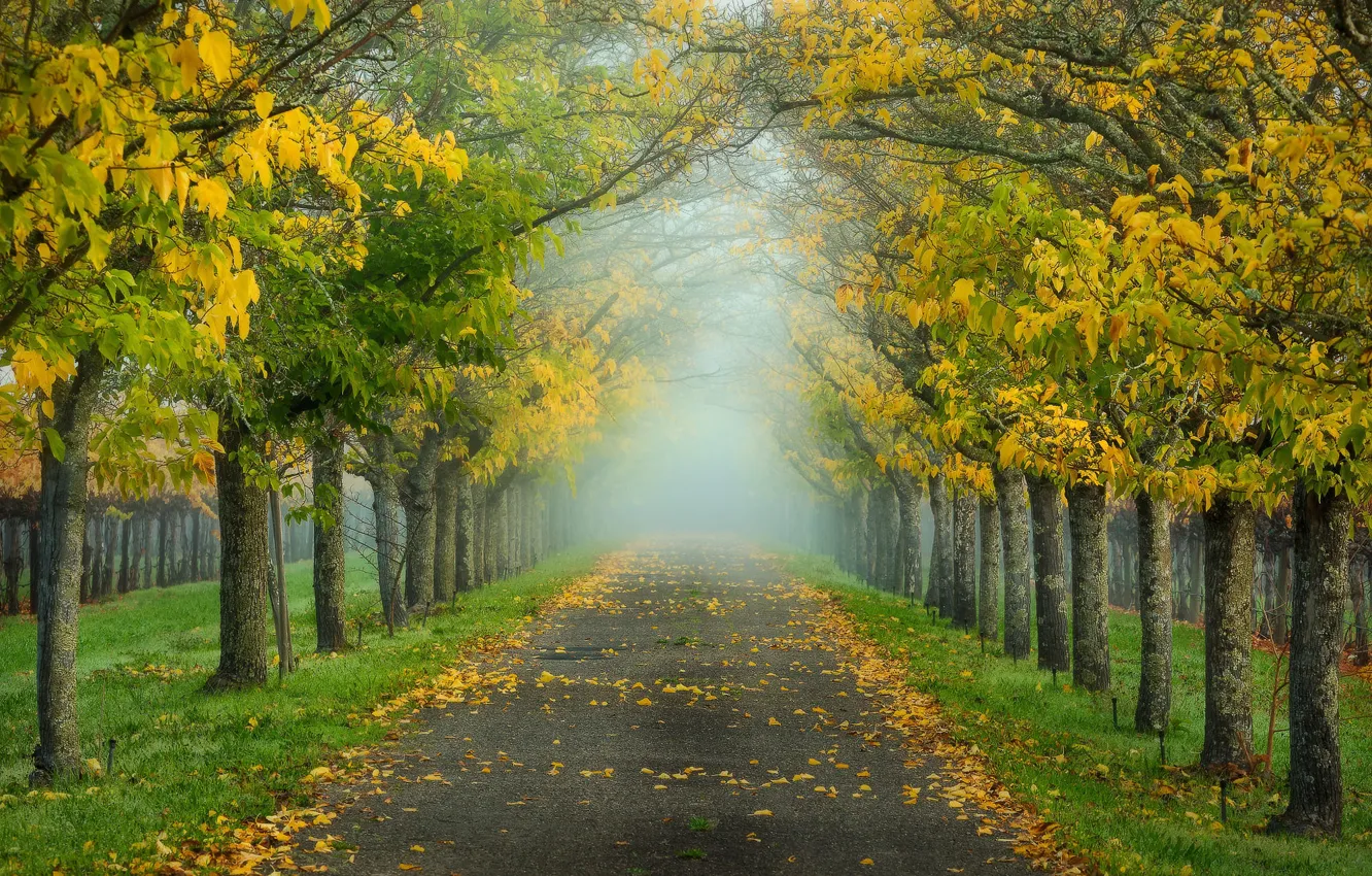 Photo wallpaper autumn, California, usa, morning mist, alley in the Park