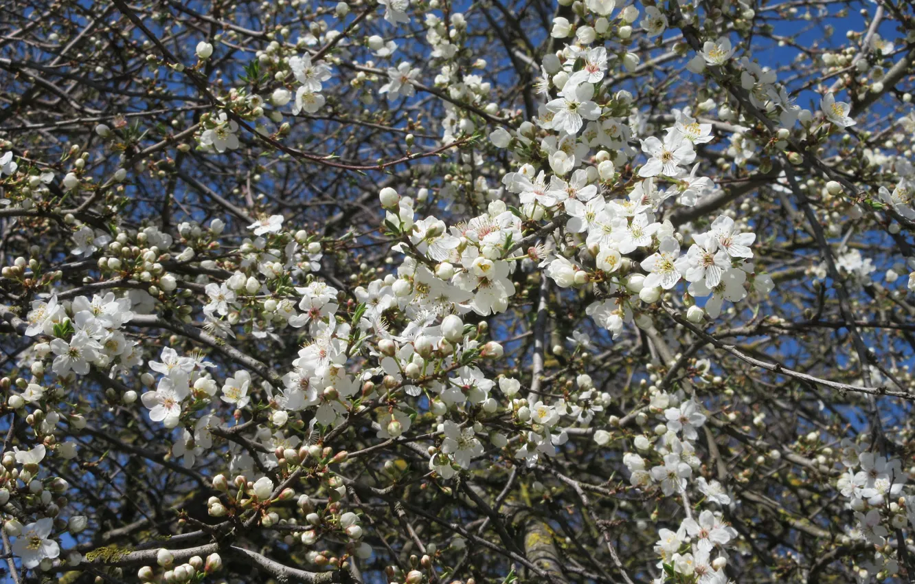 Photo wallpaper branches, tree, spring, spring 2018, mamala ©
