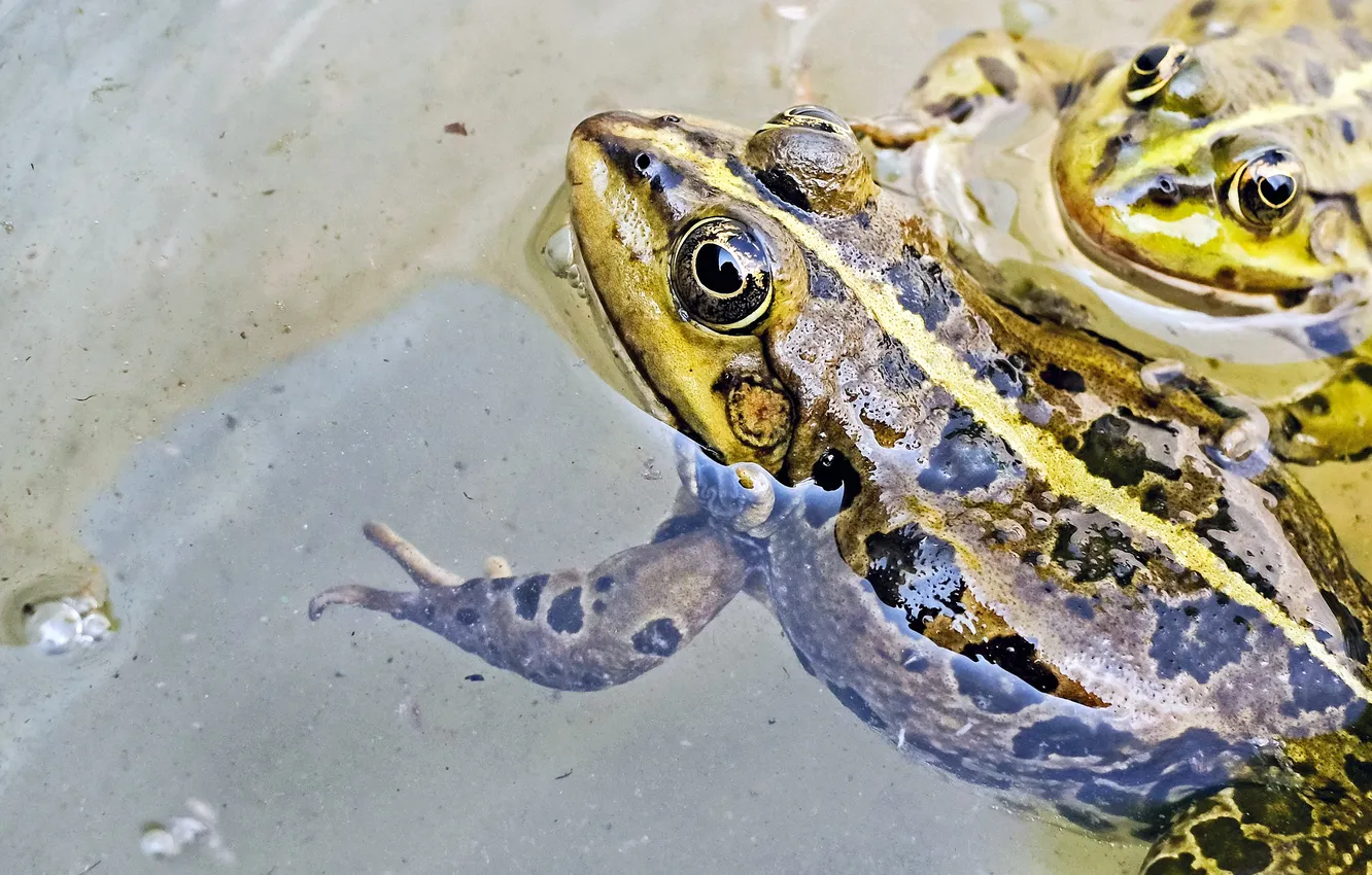 Photo wallpaper animal, wildlife, The water frog