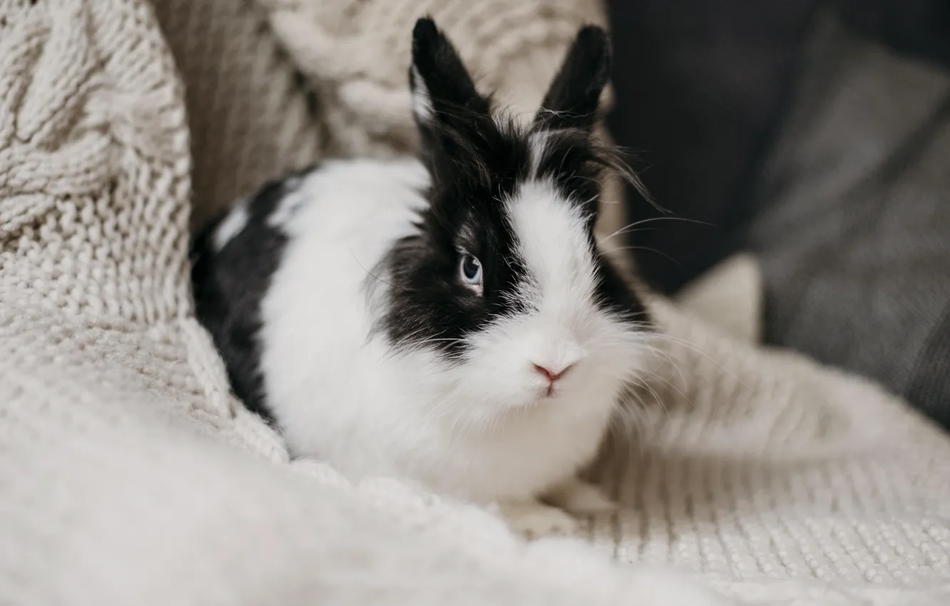 Photo wallpaper hare, rabbit, black and white