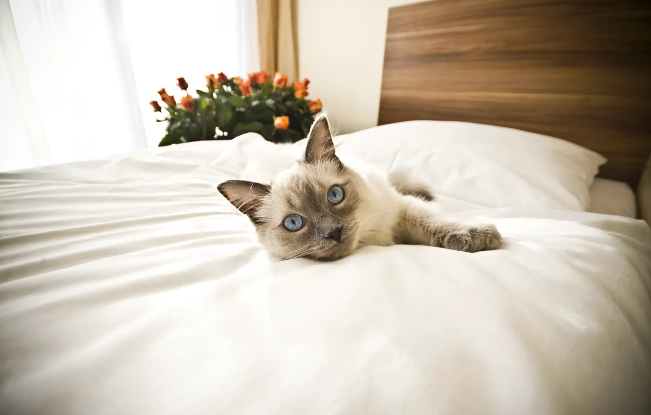 Photo wallpaper animals, cat, bed