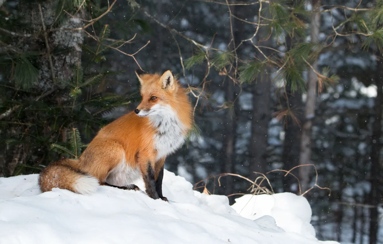Photo wallpaper winter, forest, Fox