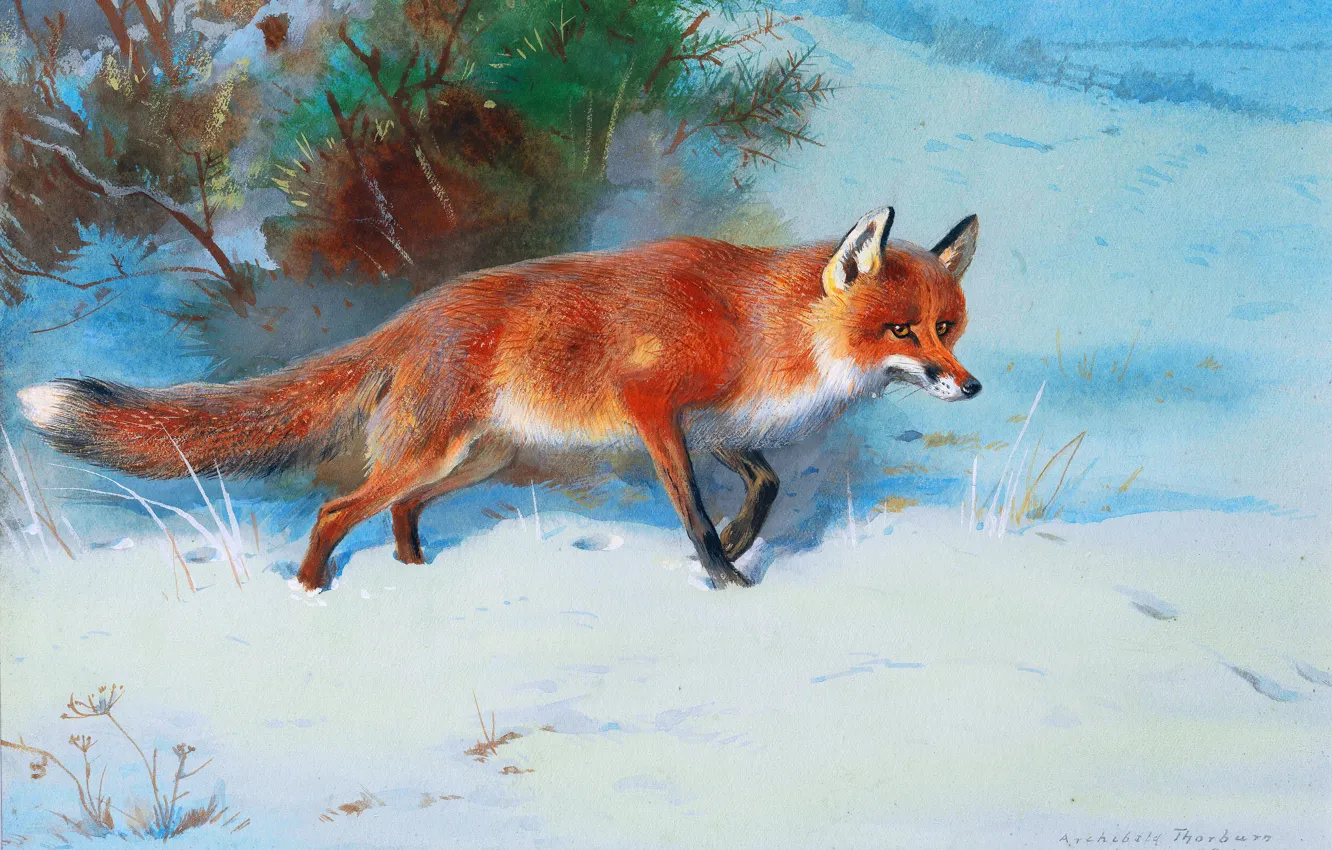 Photo wallpaper winter, snow, picture, Fox, Scottish painter, Archibald Thorburn, Archibald Thorburn,, Winter trail