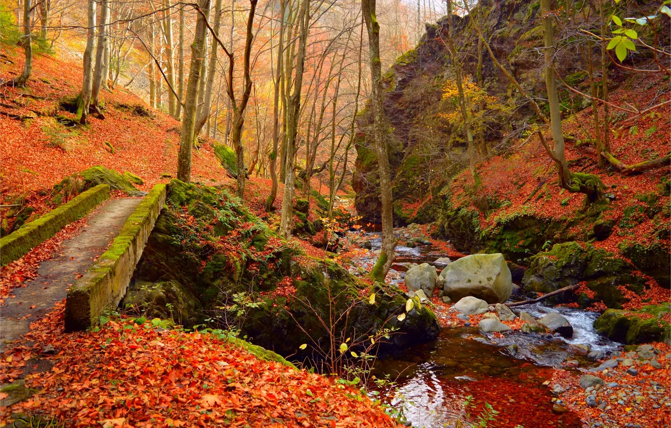 Photo wallpaper Autumn, Forest, Stream, Fall, Foliage, Autumn, Forest, Leaves