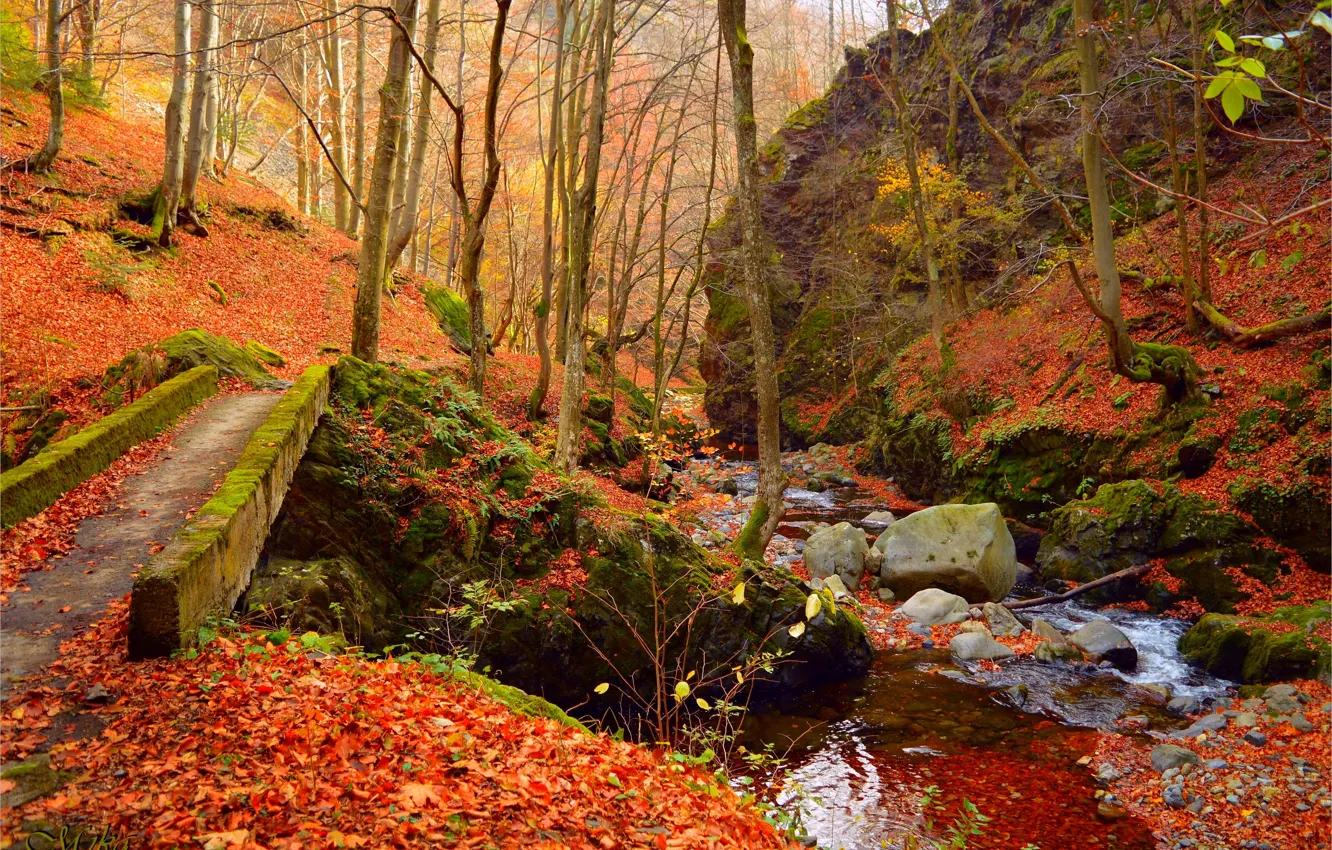 Photo wallpaper autumn, forest, stream, foliage, forest, autumn, leaves, fall