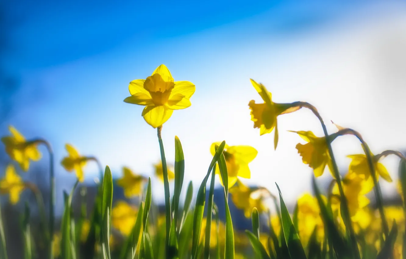 Photo wallpaper the sky, flowers, the Narciso