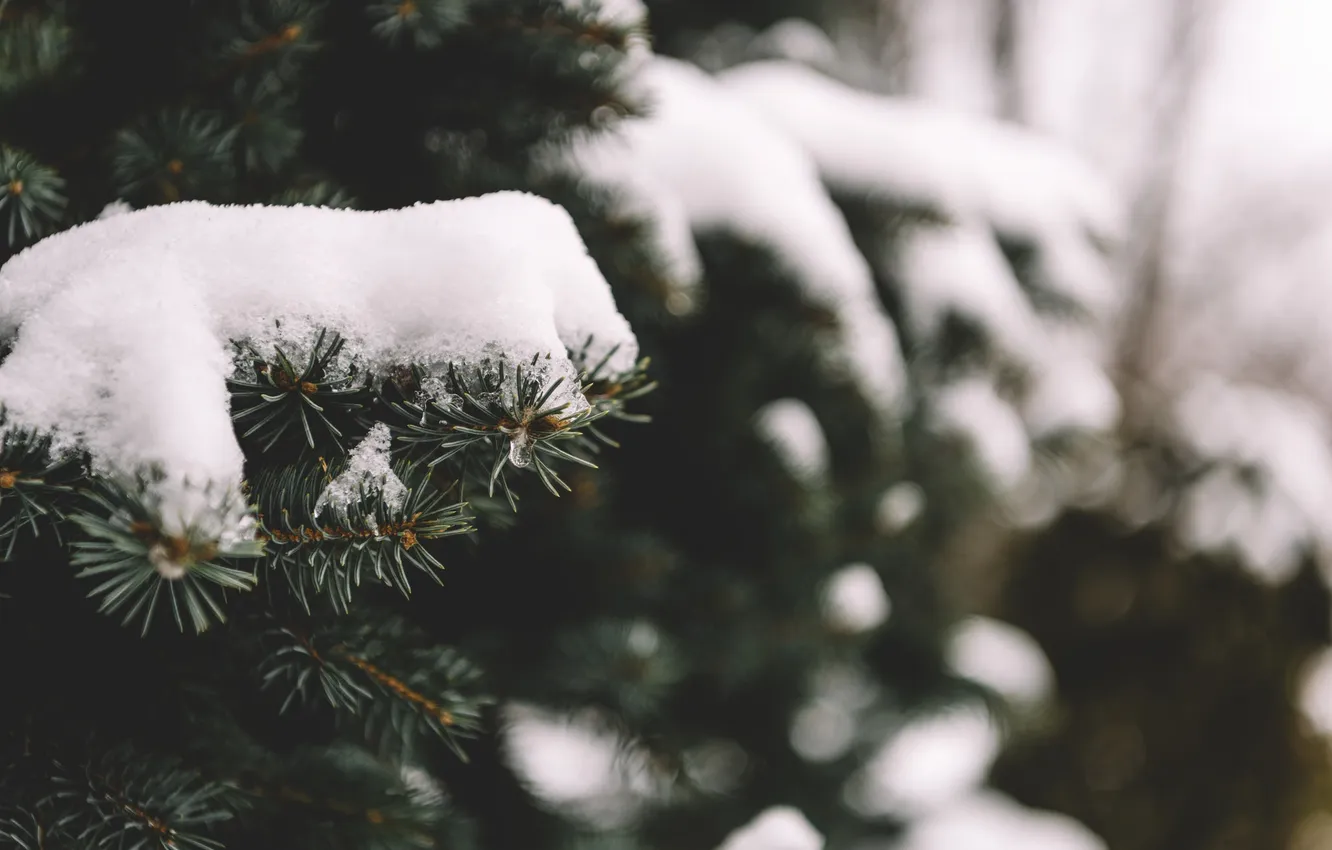 Photo wallpaper snow, needles, tree, tree