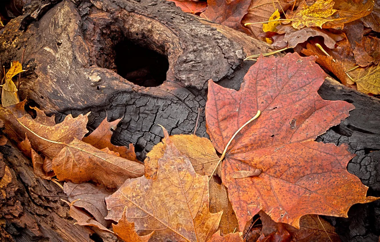 Photo wallpaper autumn, macro, foliage, trunk, coal