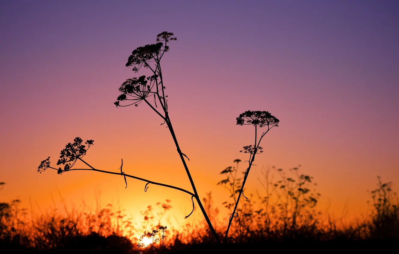 Photo wallpaper the sky, grass, macro, sunset, plant, silhouette, glow