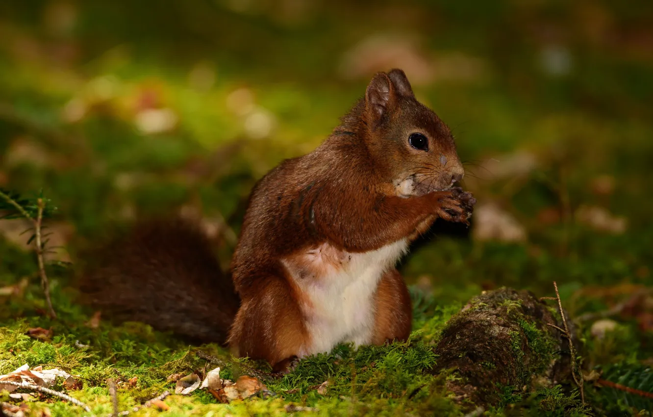 Photo wallpaper legs, protein, cutie, ears, ponytail