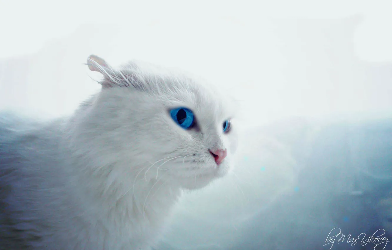 Photo wallpaper white, eyes, cat, macro, the game