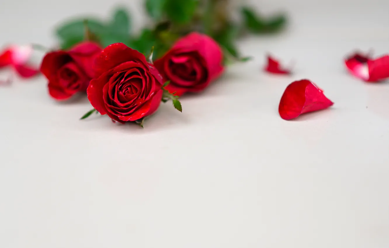 Photo wallpaper red, roses, bouquet, petals