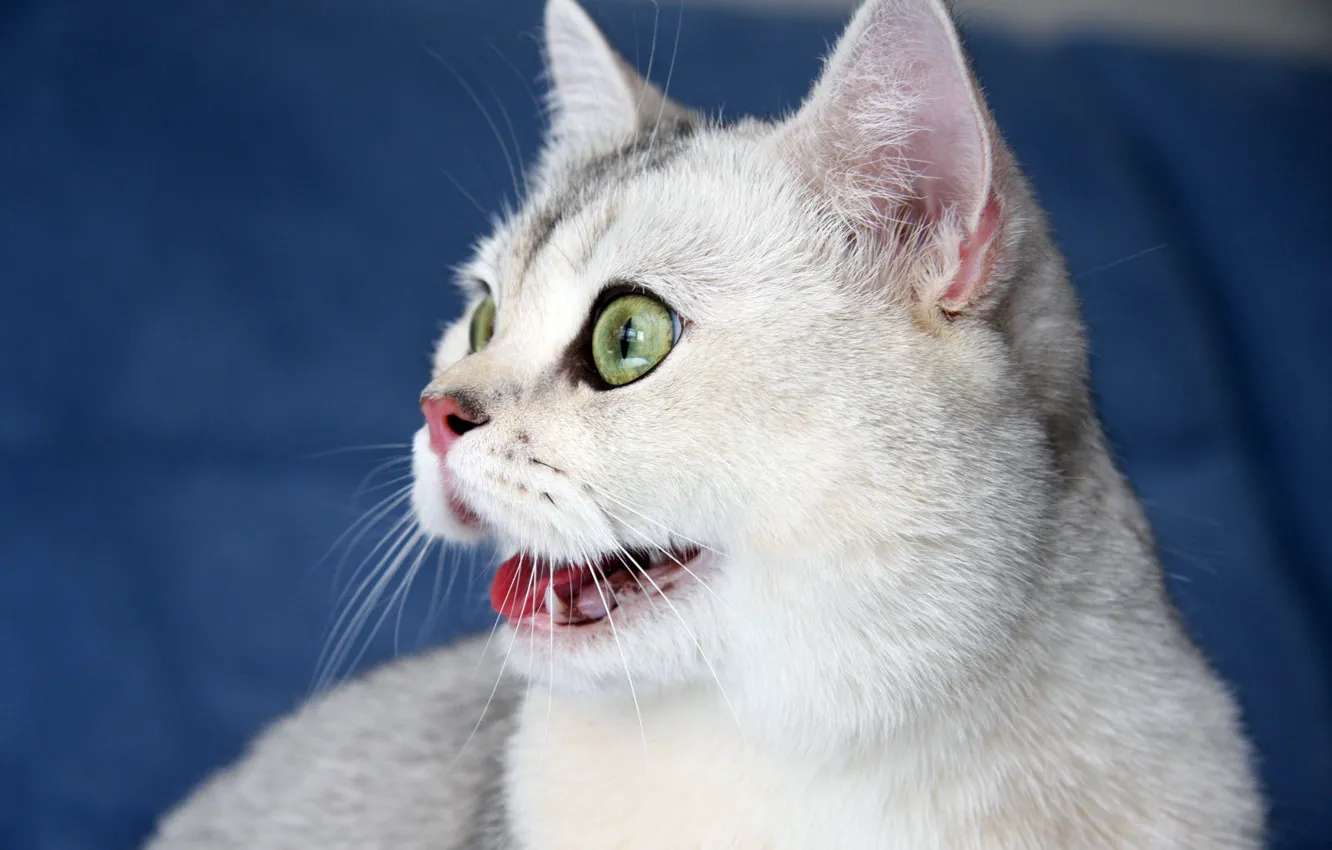 Photo wallpaper cat, cat, Kote, green-eyed