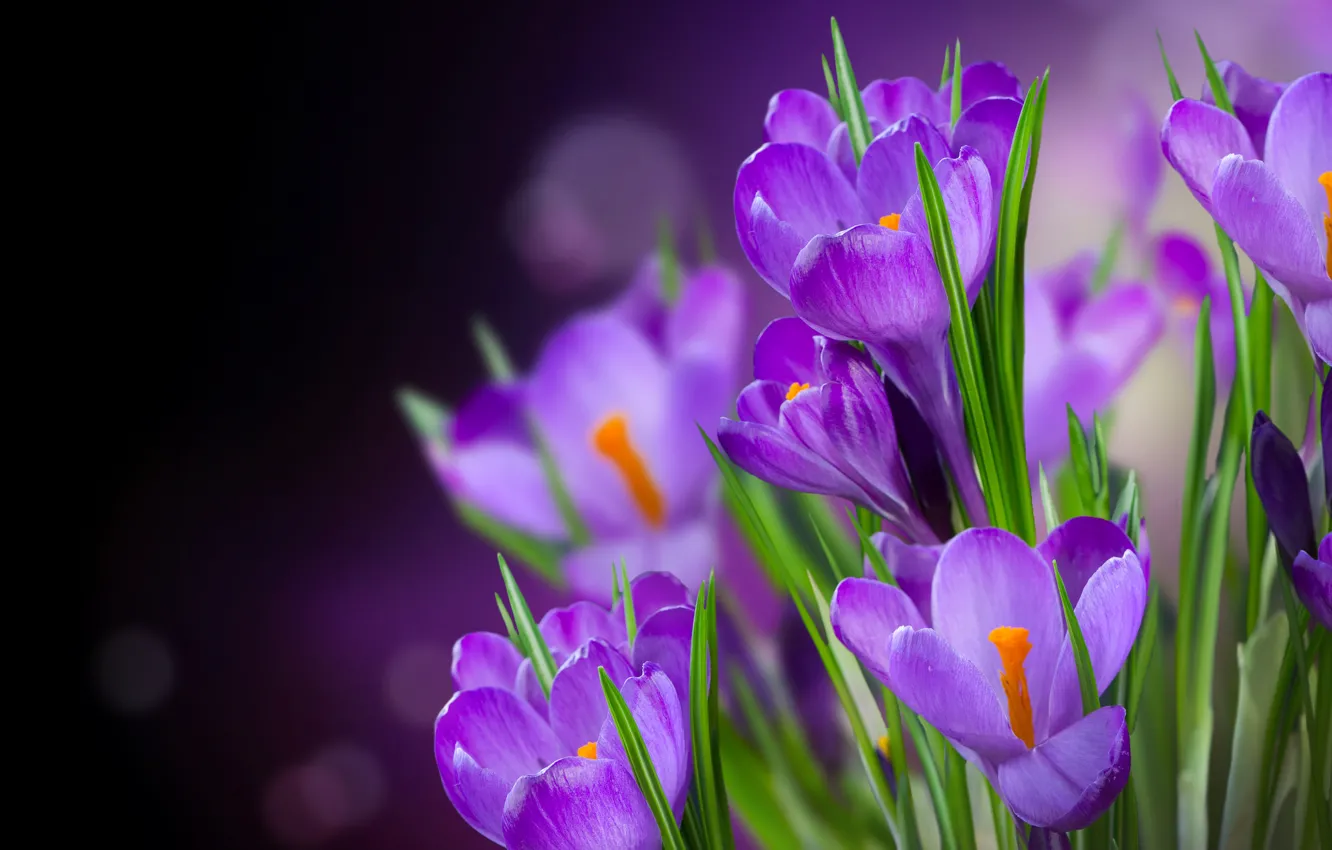 Photo wallpaper leaves, glare, background, purple, crocuses, flowers, bokeh, closeup