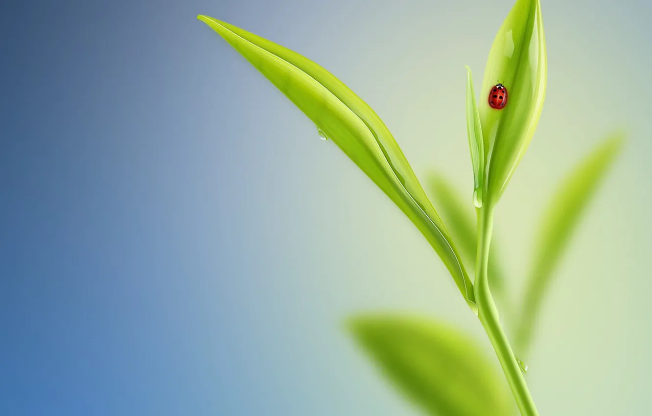 Photo wallpaper leaves, beetle, minimalism