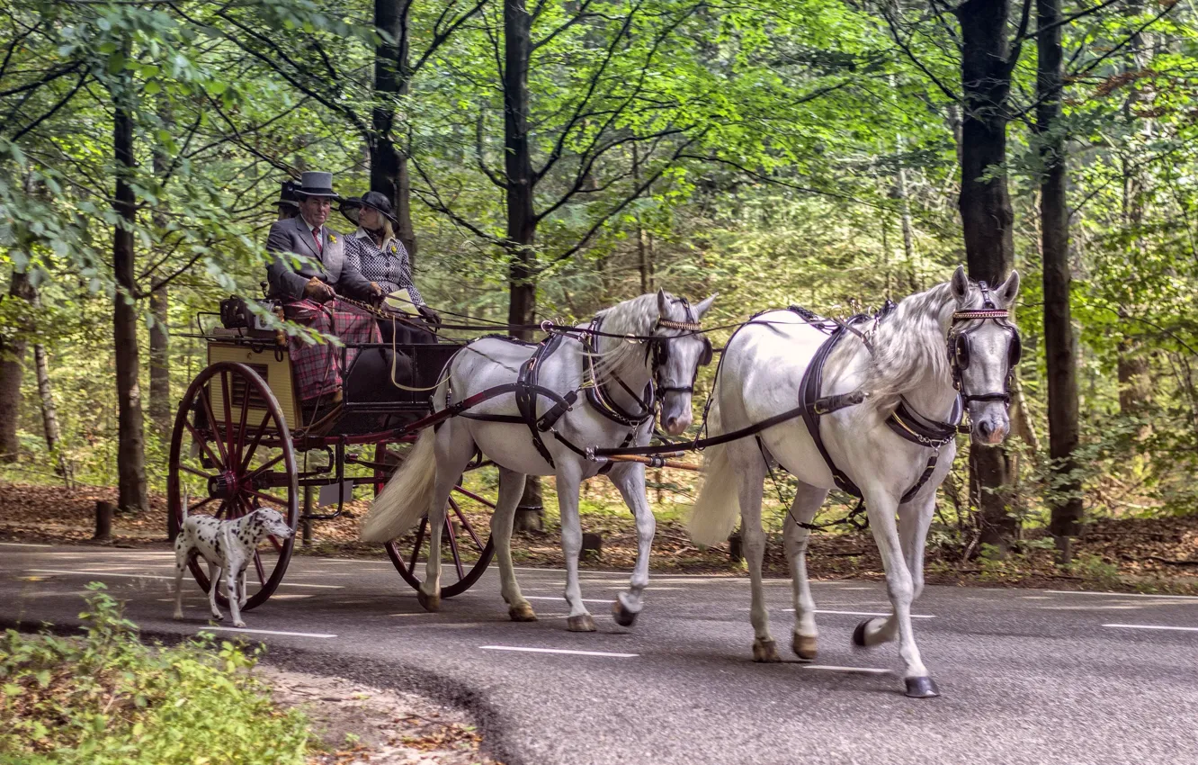 Photo wallpaper horse, people, dog, wagon, Dalmatians, walk