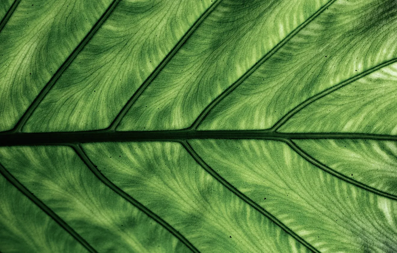 Photo wallpaper leaves, macro, green, veins