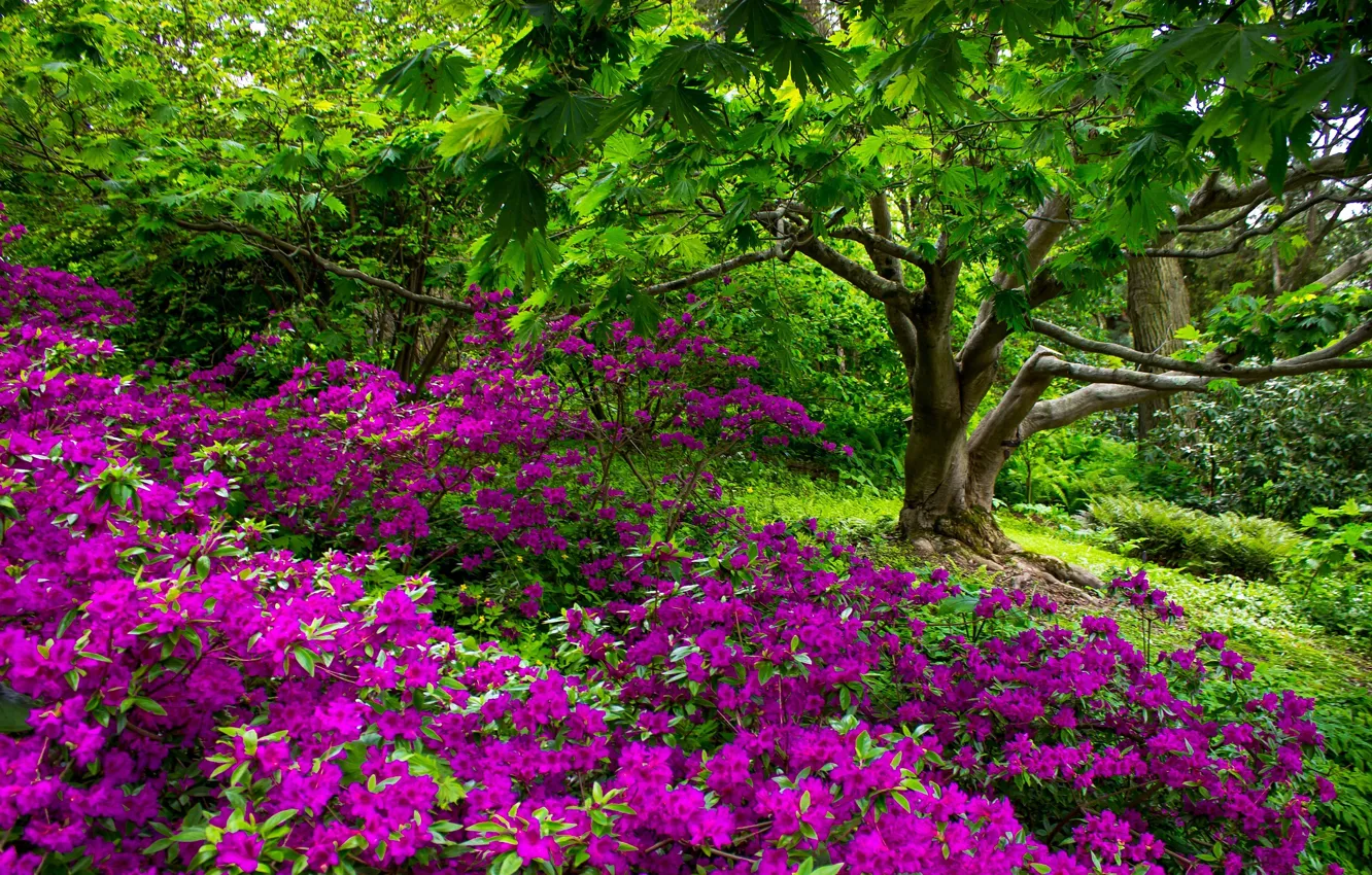 Photo wallpaper trees, flowers, nature, garden, nature, flowers, tree, garden
